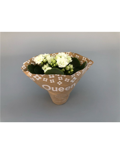 Kalanchoe Roseflowers Mini Weiß T6