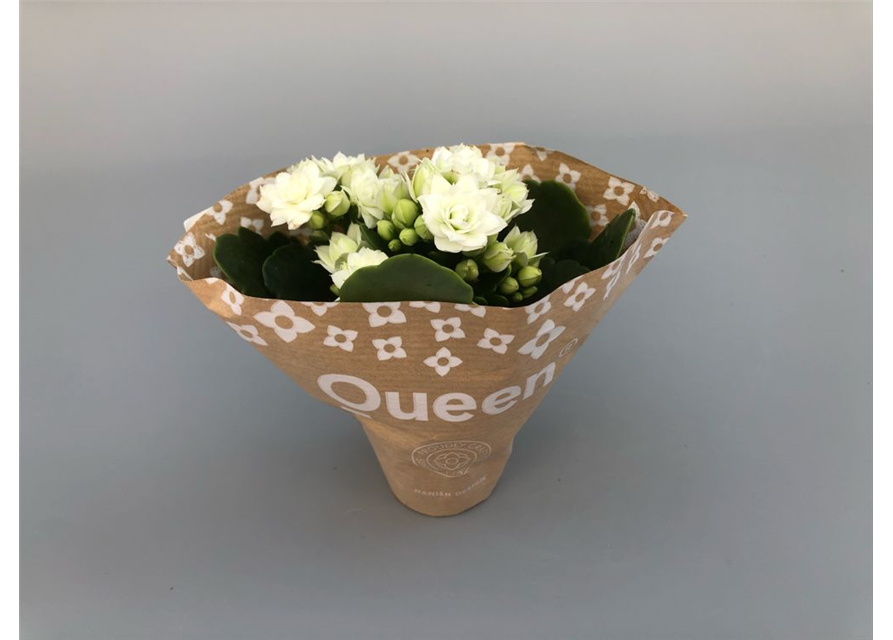 Kalanchoe Roseflowers Mini Weiß T6