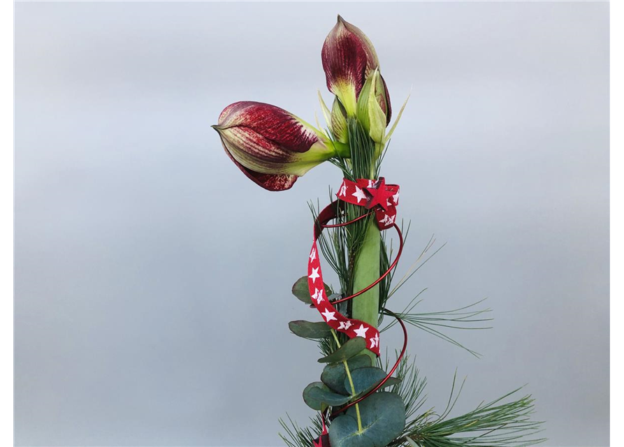 Strauß Nr.43 Weihnachten Amaryllis