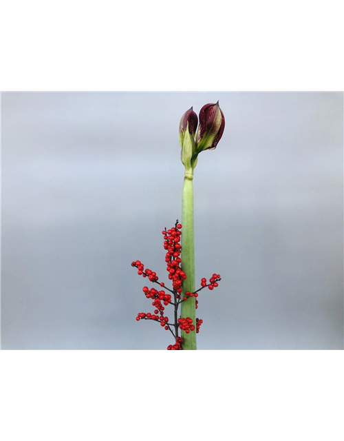 Amaryllis mit Beiwerk (Bundware)