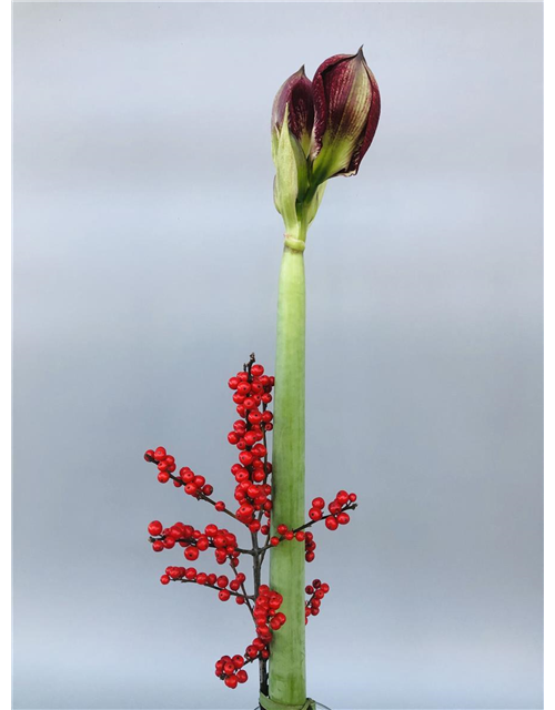 Amaryllis mit Beiwerk (Bundware)