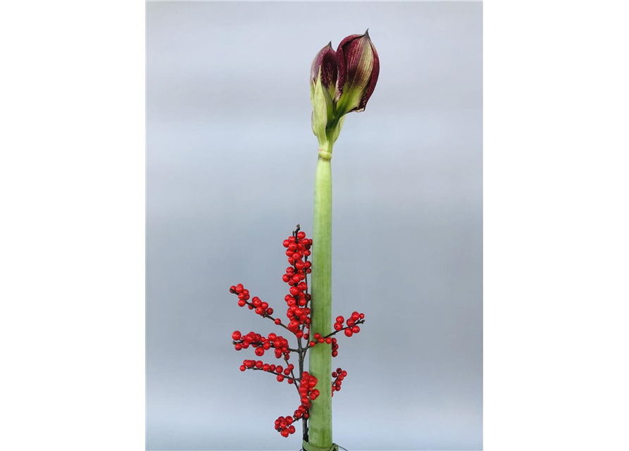 Amaryllis mit Beiwerk (Bundware)