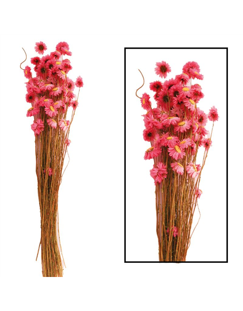 Acroclinium Trockenblumen Pink