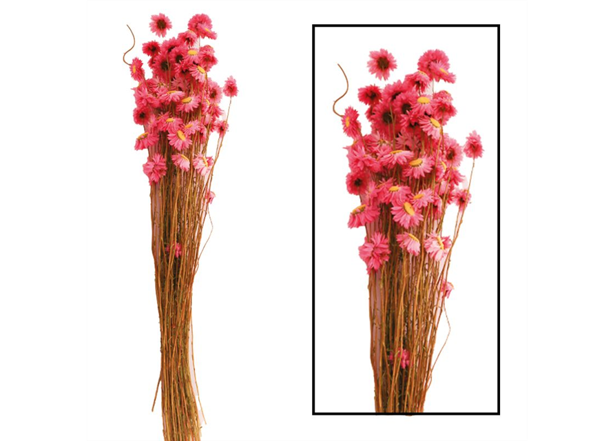 Acroclinium Trockenblumen Pink