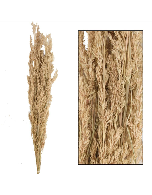 Alfonso grass 100cm 100gr Trockenblumen Natural