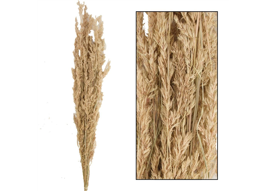 Alfonso grass 100cm 100gr Trockenblumen Natural