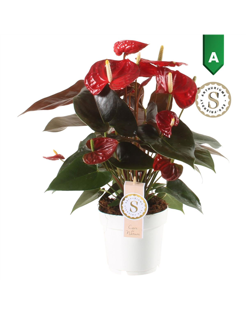 Anthurium andreanum Coral Champion T14