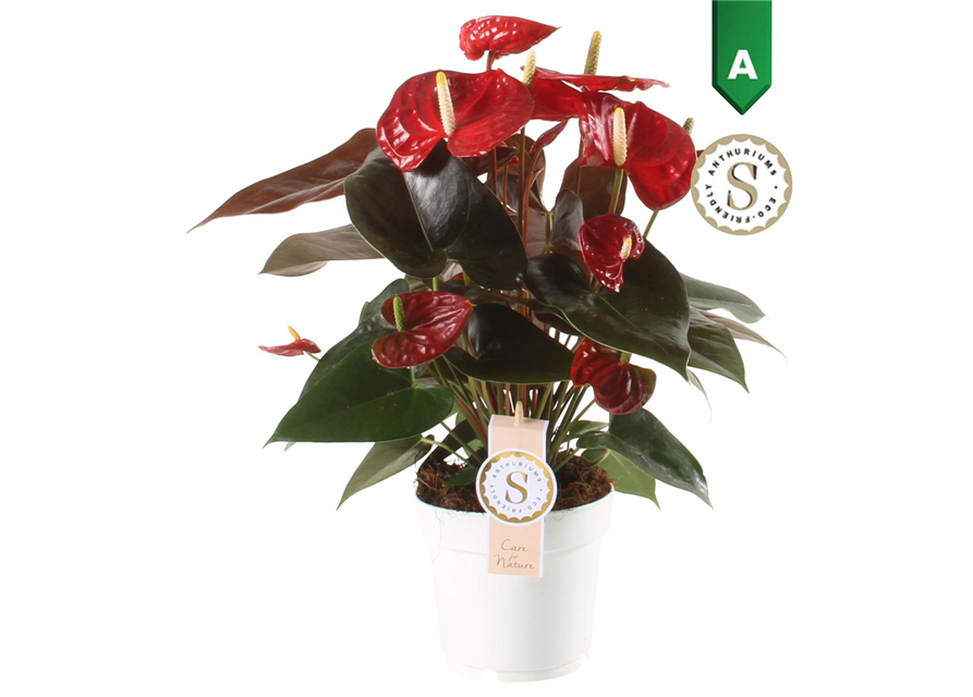 Anthurium andreanum Coral Champion T14