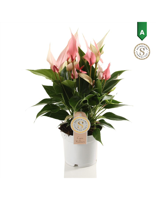 Anthurium andreanum Lilli T12