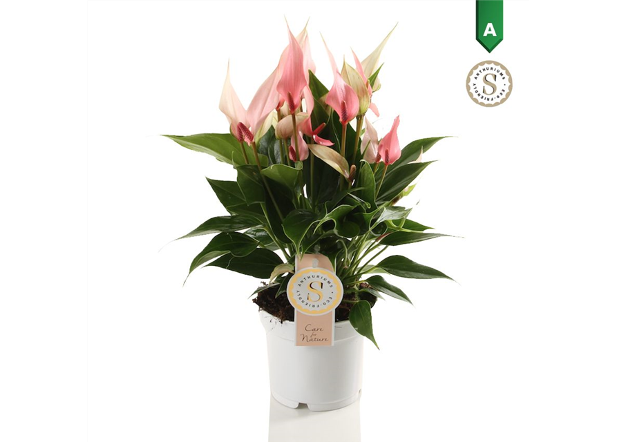 Anthurium andreanum Lilli T12