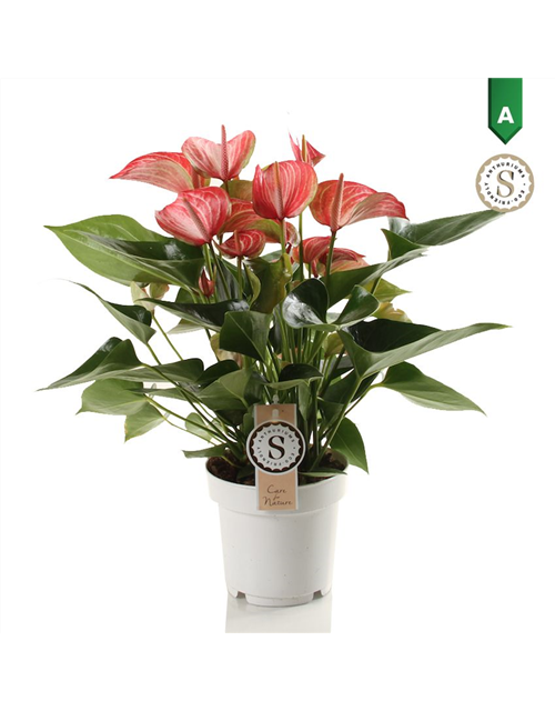 Anthurium andreanum Livium Red T14