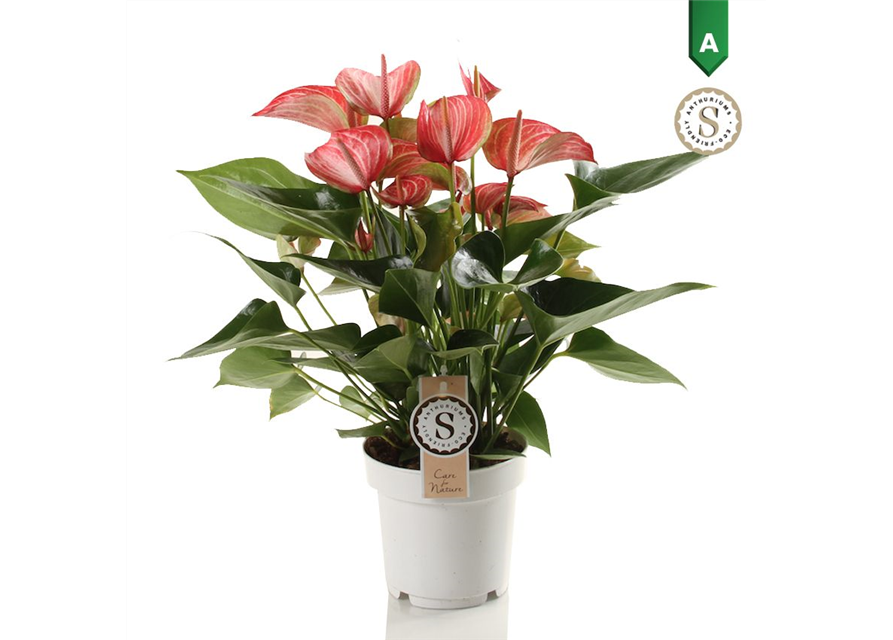 Anthurium andreanum Livium Red T14