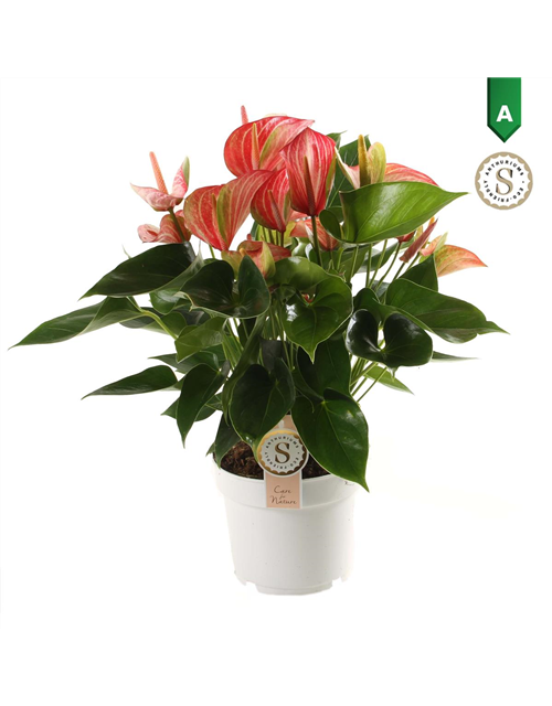 Anthurium andreanum Livium Red