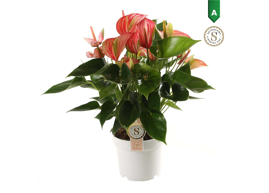 Anthurium andreanum Livium Red