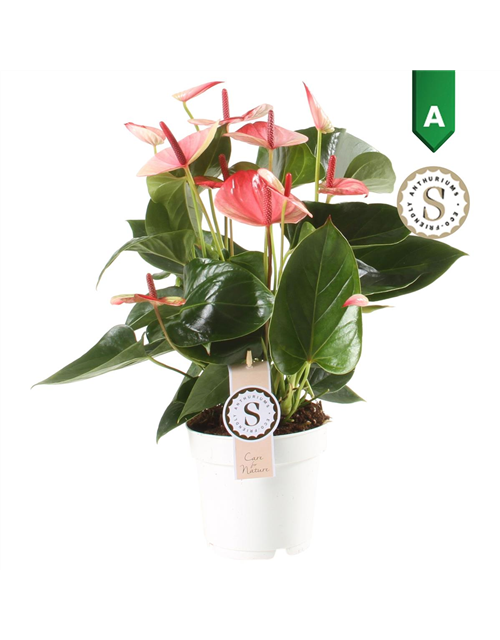 Anthurium andreanum Mystique T14