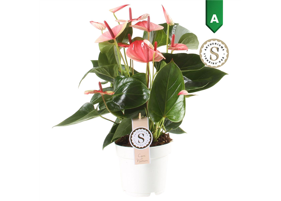 Anthurium andreanum Mystique T14