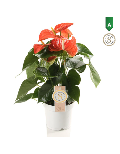 Anthurium andreanum Orange Champion