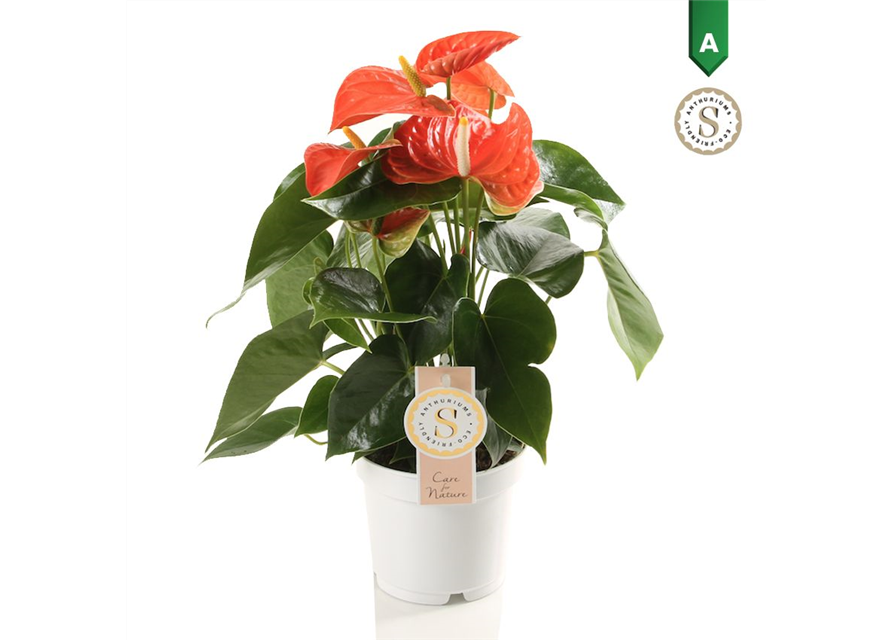 Anthurium andreanum Orange Champion