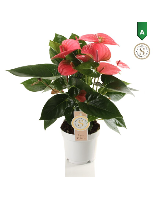 Anthurium andreanum Pink Champion T12