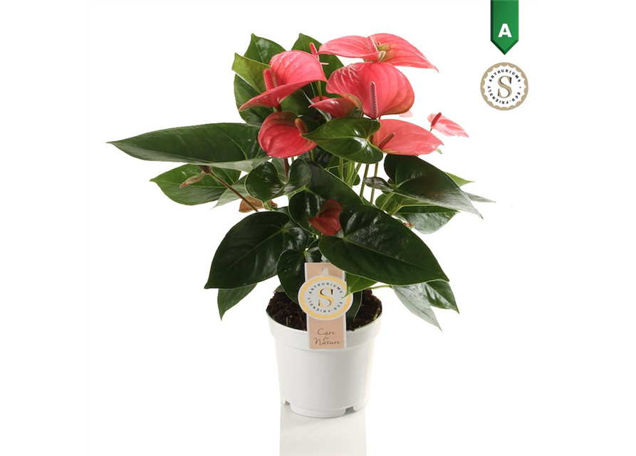 Anthurium andreanum Pink Champion T12