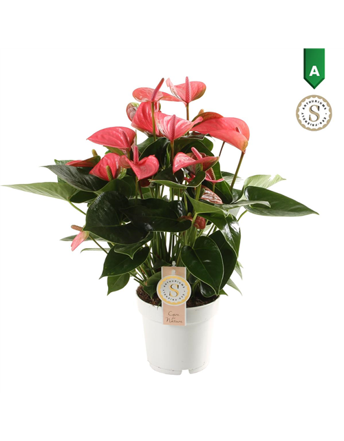 Anthurium andreanum Pink Champion T14