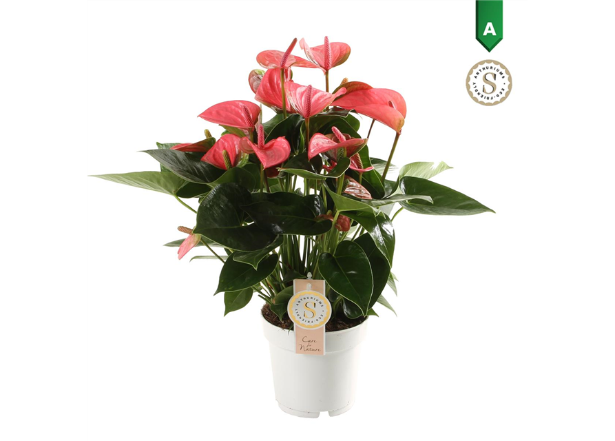 Anthurium andreanum Pink Champion T14