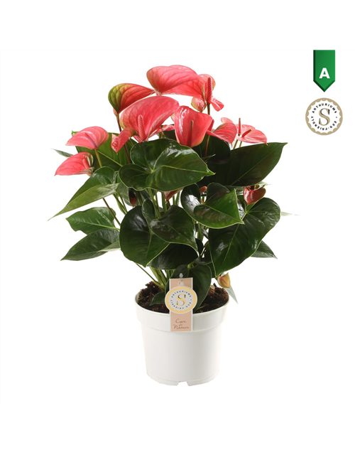 Anthurium andreanum Pink Champion T17