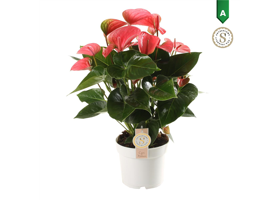 Anthurium andreanum Pink Champion T17