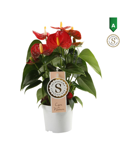 Anthurium andreanum Red Champion T9