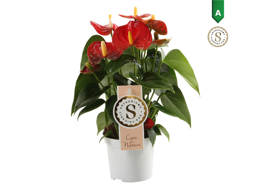 Anthurium andreanum Red Champion T9