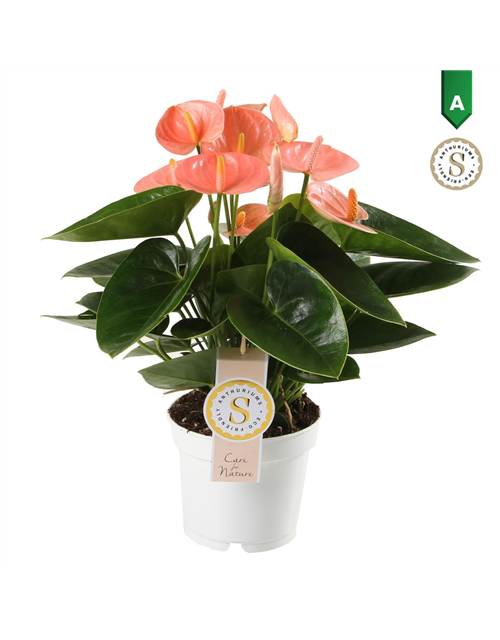 Anthurium andreanum Spirit T12