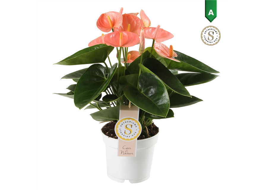 Anthurium andreanum Spirit T12