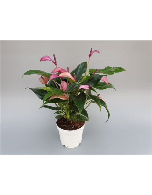 Anthurium andreanum Zizou T14