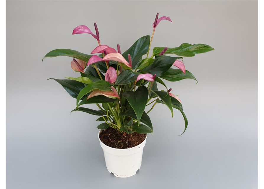 Anthurium andreanum Zizou T14