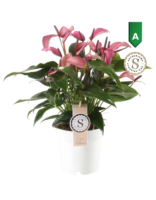 Anthurium andreanum Zizou T14