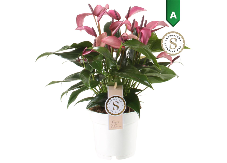 Anthurium andreanum Zizou T14