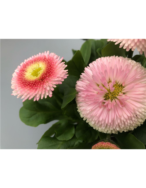 Bellis perennis Tasso