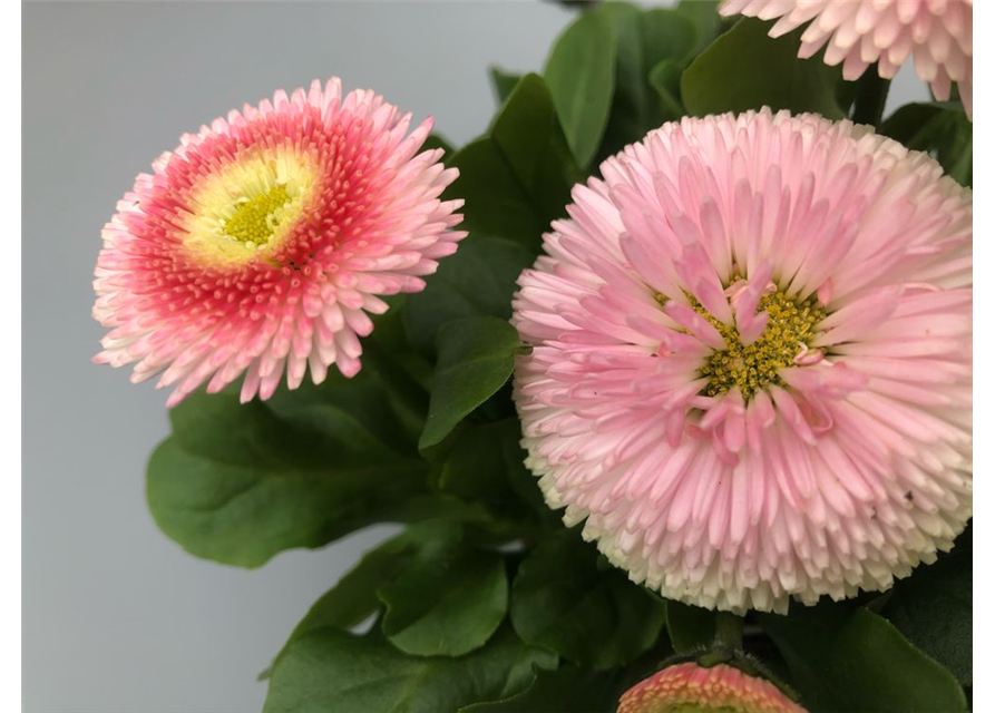 Bellis perennis Tasso