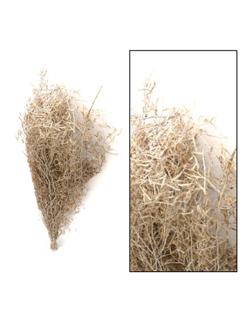 Chili grass 80-90cm 100gr Trockenblumen White-wash