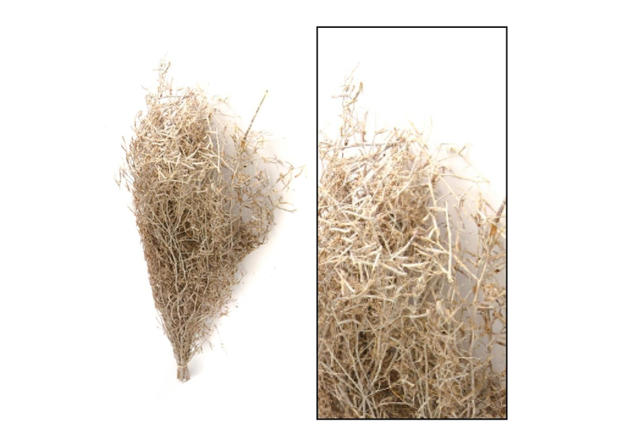 Chili grass 80-90cm 100gr Trockenblumen White-wash