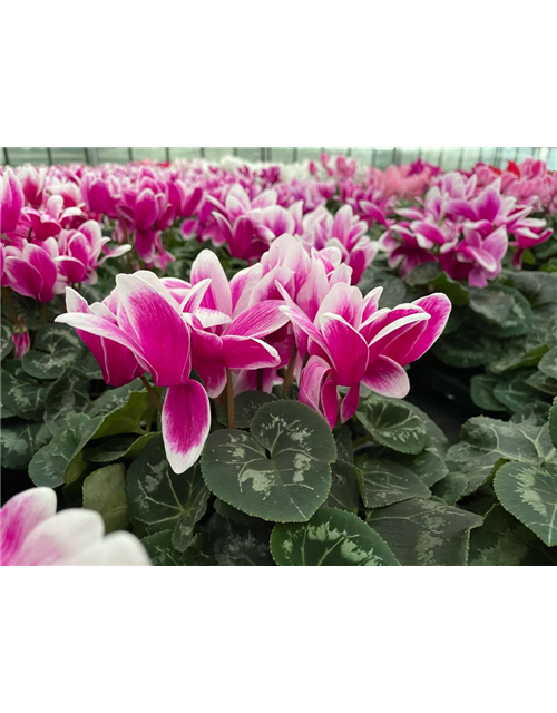 Cyclamen persicum Halios Fantasia Purple