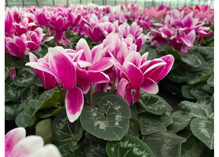 Cyclamen persicum Halios Fantasia Purple