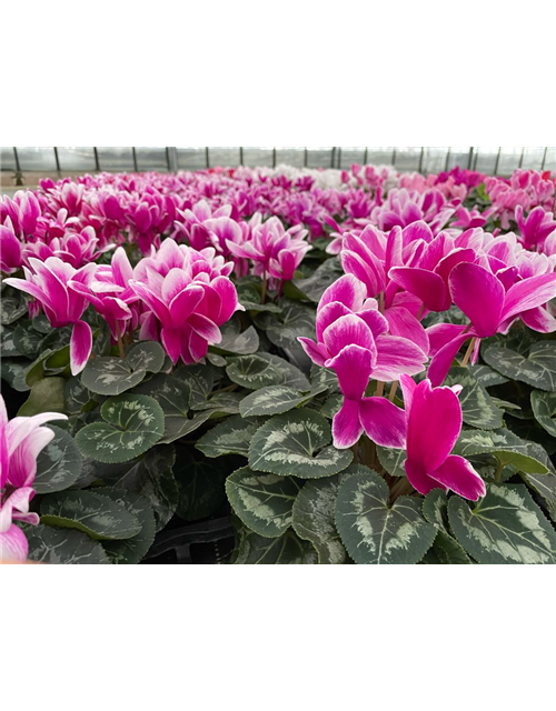 Cyclamen persicum Halios Fantasia Purple