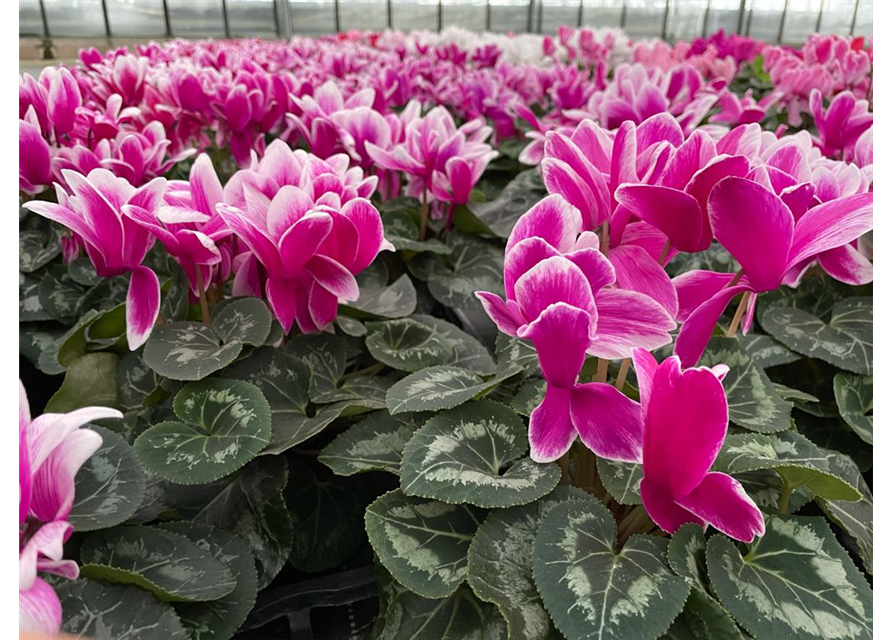 Cyclamen persicum Halios Fantasia Purple