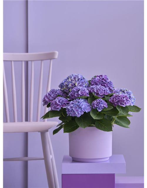 Hydrangea macrophylla Magical Evolution T14