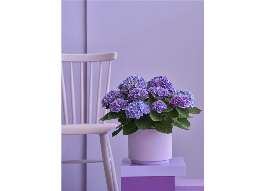 Hydrangea macrophylla Magical Evolution T14