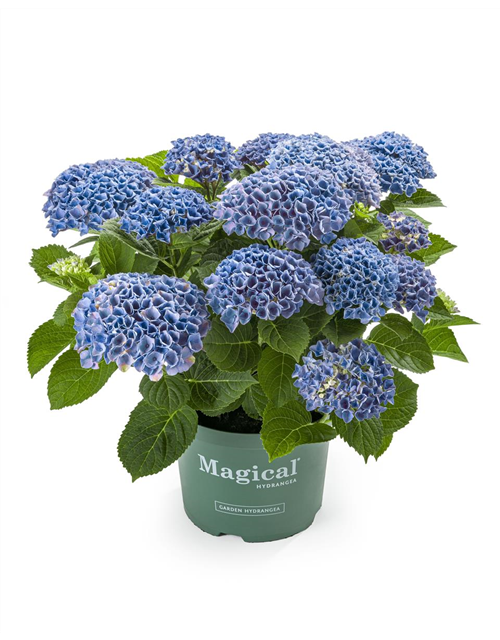 Hydrangea macrophylla Magical Evolution T14