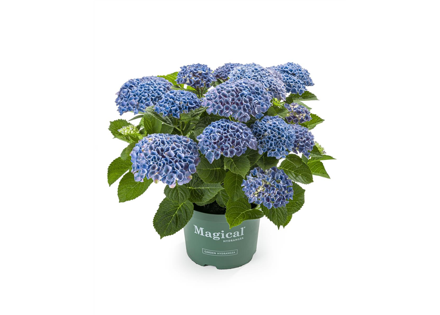 Hydrangea macrophylla Magical Evolution T14