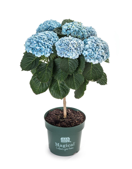 Hydrangea macrophylla Magical Flowertr ee