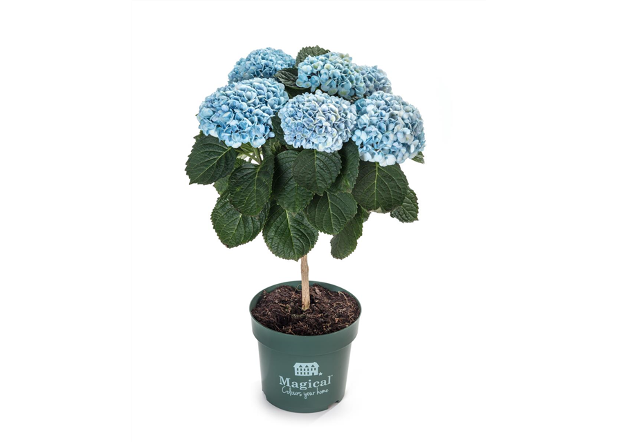 Hydrangea macrophylla Magical Flowertr ee